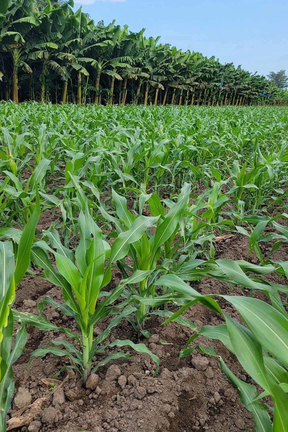 Expanding Organic Export Lines to European Markets